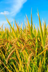 Fototapeta premium Ripe rice field and sky landscape on the farm