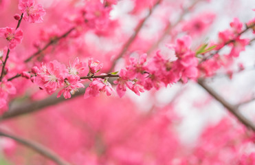 Fototapeta na wymiar Pink flower plum blossoms in Botanic garden Park in Wuhan city, Hubei China.