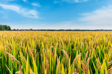 Ripe rice field and sky landscape on the farm