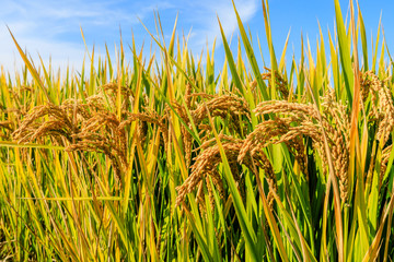 Ripe rice field and sky landscape on the farm