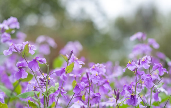 Purple flower is blooming in the part of the Bitanic garden,