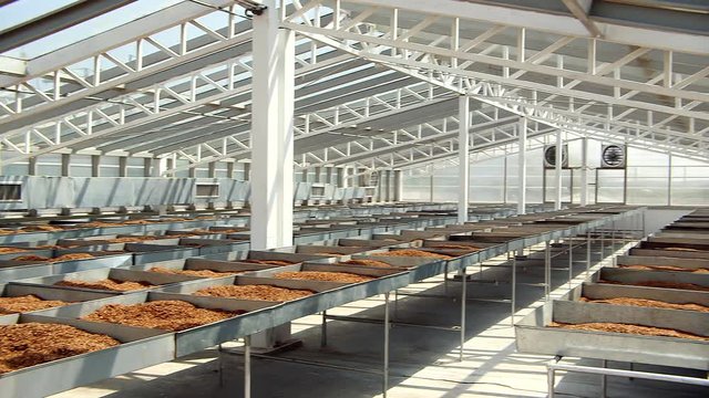drying tobacco in factory