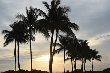 Fototapeta na wymiar Miami Palms