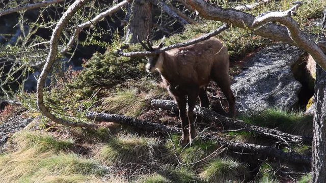 Il giovane camoscio si pulisce le corna strofinandole sul ramo del pino