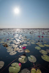 Beautiful pink waterlily or lotus flower in pond with sun flare
