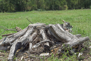 Fototapeta na wymiar Beautiful old dried stumps with soft sunlight in countryside