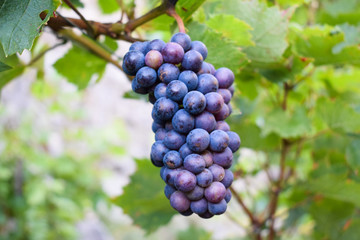 Grapes 