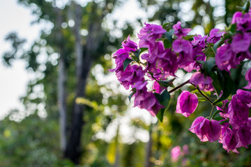 Soft focus Paper flower pink with green background