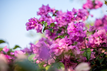 Soft focus Paper flower pink with green background