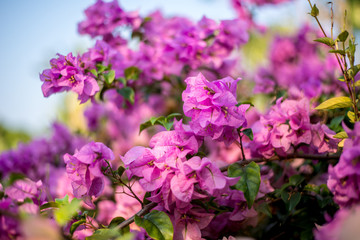Soft focus Paper flower pink with green background