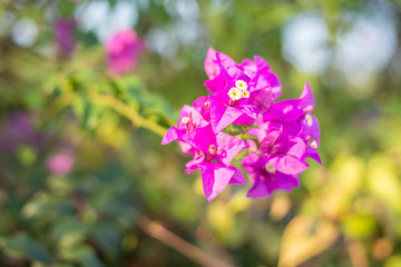 Obraz premium Soft focus Paper flower pink with green background