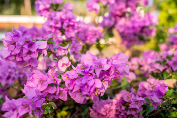Soft focus Paper flower pink with green background.jpg