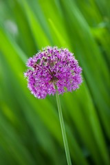 Fototapeta premium closeup of flower