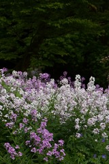 Fototapeta premium flowers in the garden