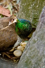 a female peacock is hatching her eggs