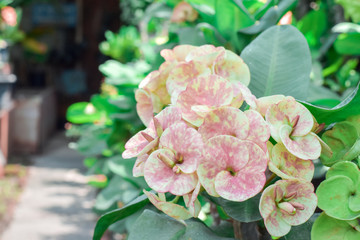 Beautiful reddish Euphorbia milii flower, Flower thorns in garden,  Euphorbia milli on nursery pots