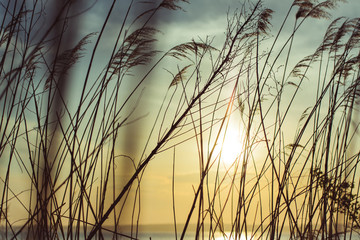 Grass on the background of a picturesque sunset. Sea. The sun.