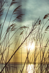 Grass on the background of a picturesque sunset. Sea. The sun.