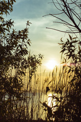 Grass on the background of a picturesque sunset. Sea. The sun.