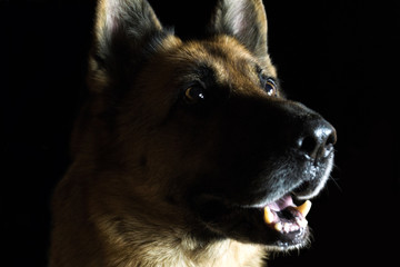 portrait of a dog on a black background