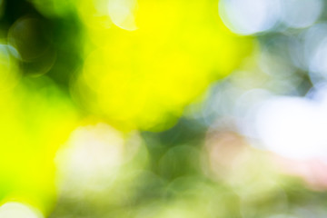 Obraz premium Abstract natural green bokeh out of focus