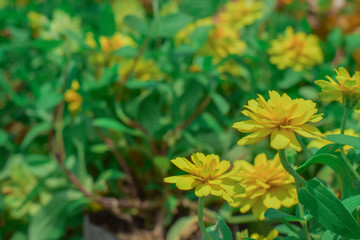 Beautiful yellow flower blooming in garden