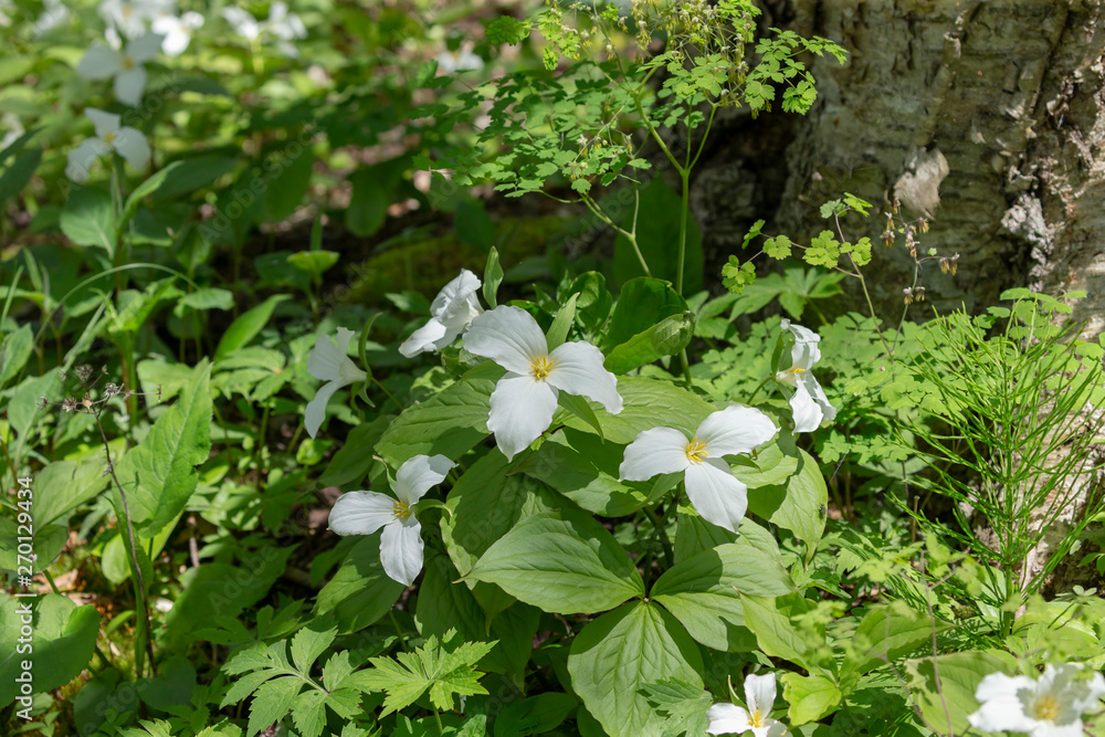 Wall mural A Beautifull north American flower White Trillium flower (Trillium grandiflorum), also know as wake - robin,symbol of Ontario,Canada  and  state wild flower of Ohio . In forest of Wisconsin.