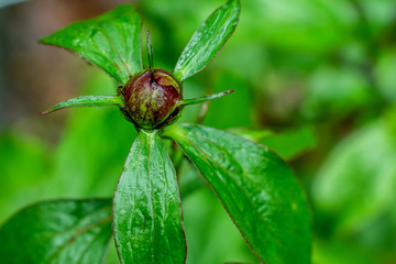Peony bud is about to bloom	