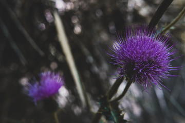 Flowers in the woods