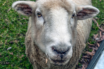 Fototapeta premium close-up of a sheep looking at you 