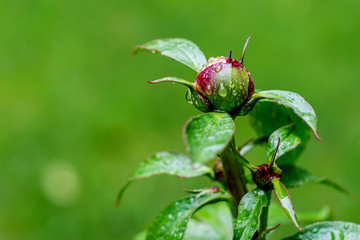 Peony bud is about to bloom	