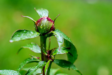 Naklejka premium Peony bud is about to bloom 