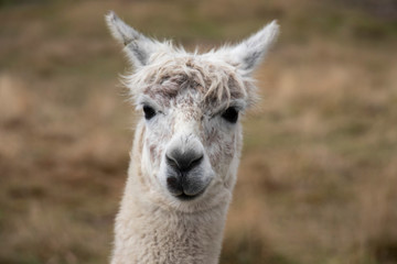 close-up of a white smiling sneaky alpaca head in New zealand farmers corner