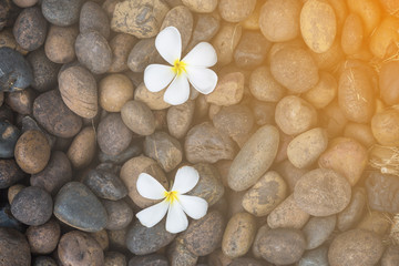 Obraz na płótnie Canvas Two White yellow flower plumeria or frangipani on dark pebble rock for spa