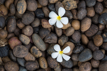 Two White yellow flower plumeria or frangipani on dark pebble rock for spa