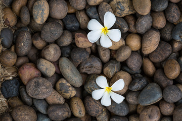 Fototapeta na wymiar Two White yellow flower plumeria or frangipani on dark pebble rock for spa