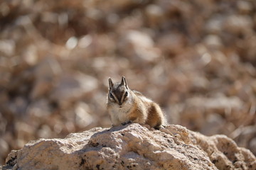 squirrel on the rocks