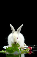 Young white rabbit eating radish in white plate on black background