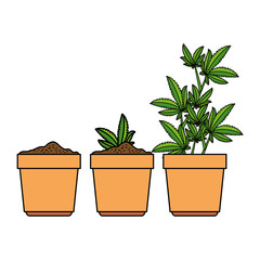 cannabis plants in pots group