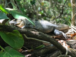 Iguana No. 2