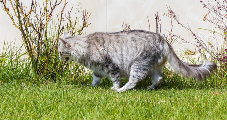 Naklejka na ściany i meble Long haired cat in a garden. Purebred kitten of livestock in relax outdoor. Siberian hypoallergenic breed