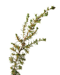 Green plant with fresh isolate leaves