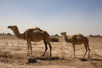 Fototapeta na wymiar Camels in the Sahara Desert in Morocco