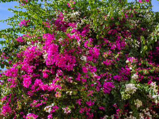 Huge bush of white and pink Bougainvillea flowers