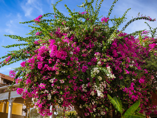 Huge bush of a white and pink Bougainvillea flowers