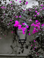 Street lantern surrounded by pink Bougainvillea flowers
