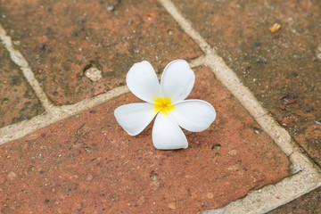 Plumeria on red bricks floor