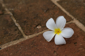 Plumeria on red bricks floor