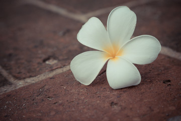 Plumeria on red bricks floor