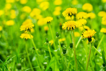 Yellow dandelions bloom in green grass on sunny day close up on blurred background, blossom blowballs flowers on spring lawn, beautiful nature summer landscape, taraxacum field macro, copy space